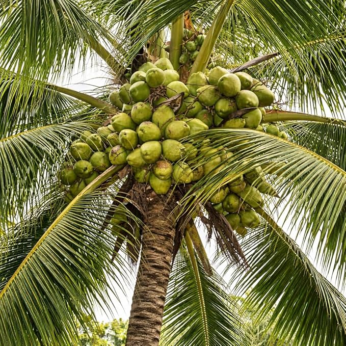 Sustainable coconut husk sourcing and processing