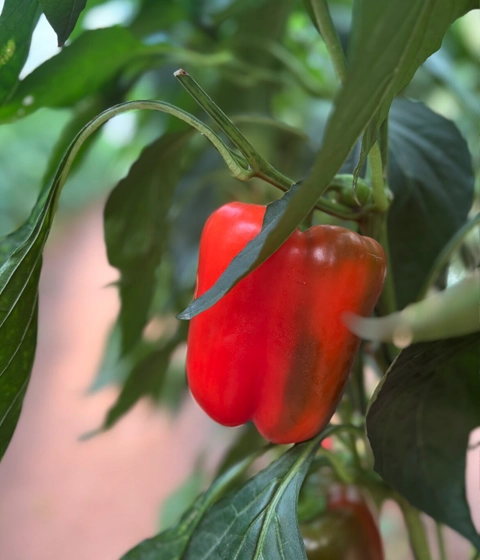 Bell pepper plants thriving in Euros Grower cocopeat substrate