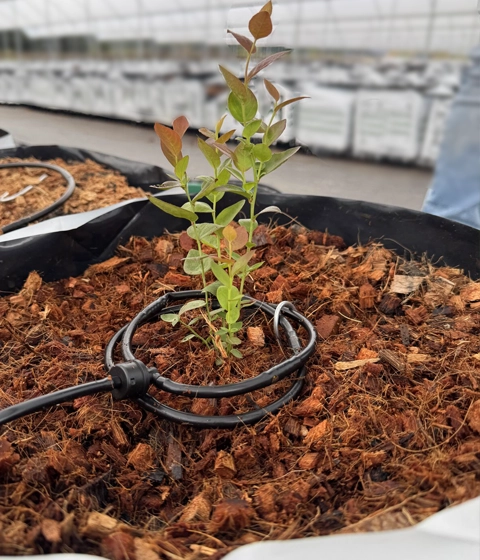 High-yield blueberry cultivation in Euros Grower cocopeat