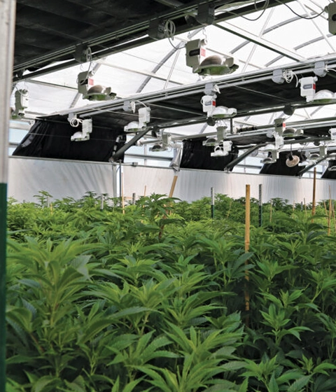 Professional cannabis cultivation in Euros Grower pure coir substrate
