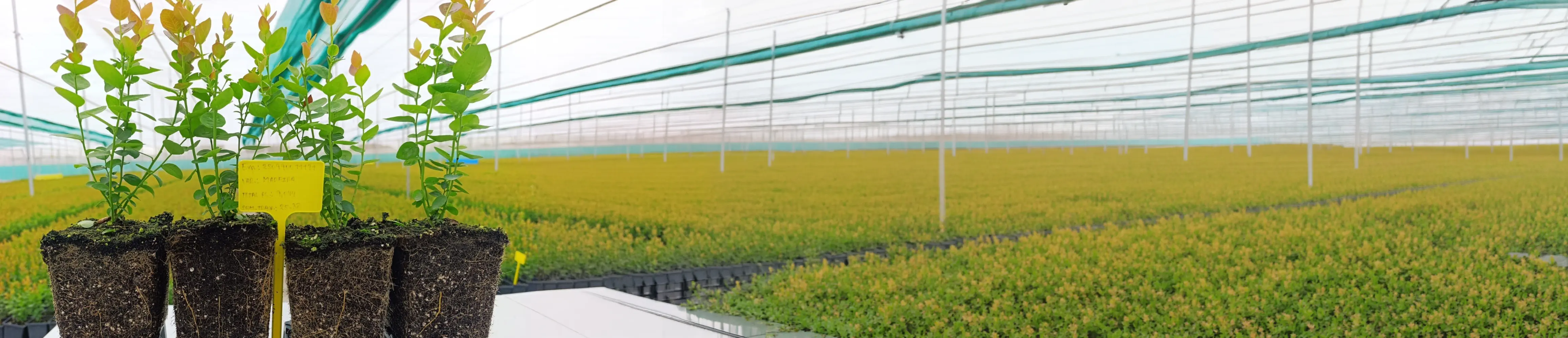 Diverse agricultural crops growing in Euros Grower coir substrates