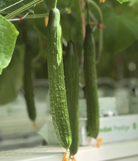 High-yield cucumber cultivation in Euros Grower cocopeat