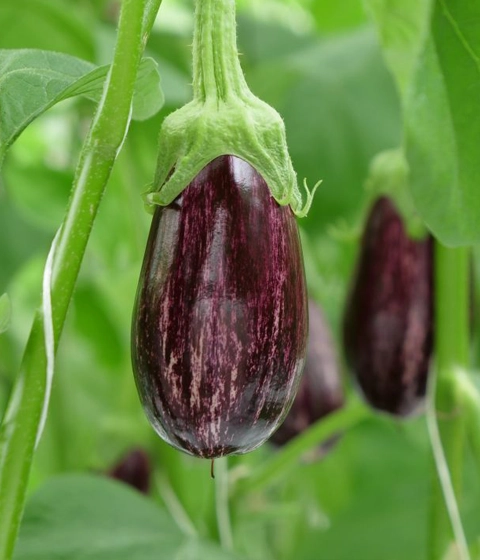 Eggplant cultivation in Euros Grower premium cocopeat substrate