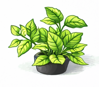 Hydroponic lettuce in cocopeat