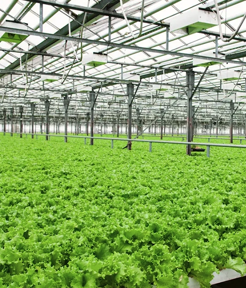 Hydroponic lettuce growing in Euros Grower cocopeat