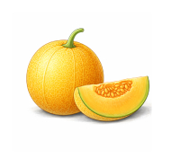 Muskmelon cultivation with coco coir