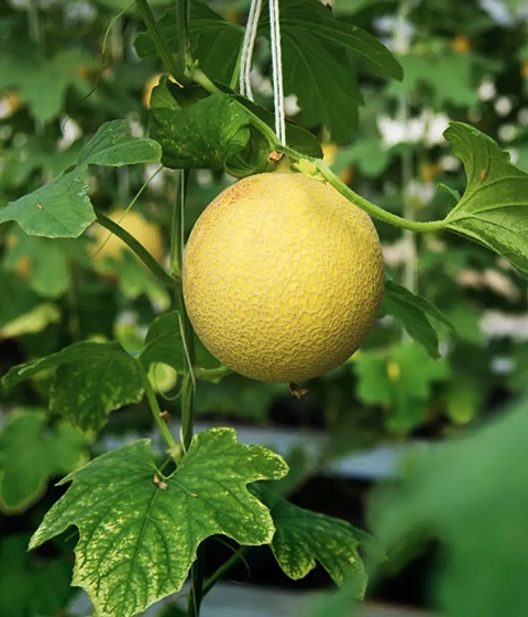 Muskmelon cultivation in Euros Grower premium cocopeat