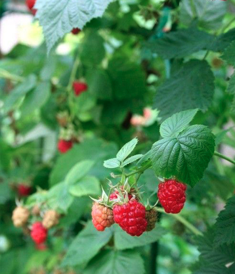 Raspberry cultivation in Euros Grower premium cocopeat