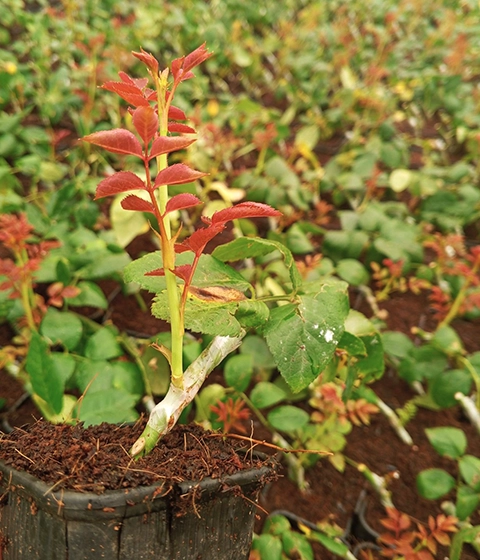 Beautiful roses blooming in Euros Grower premium coir substrate