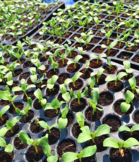 Healthy seedlings growing in Euros Grower specialized coir propagation mix