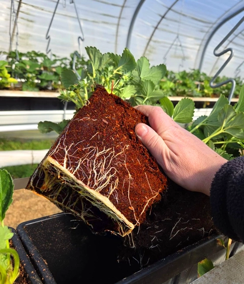 Juicy strawberries growing in Euros Grower cocopeat grow bags