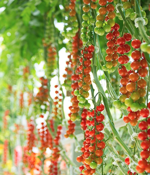 Tomato plants growing healthily in Euros Grower cocopeat