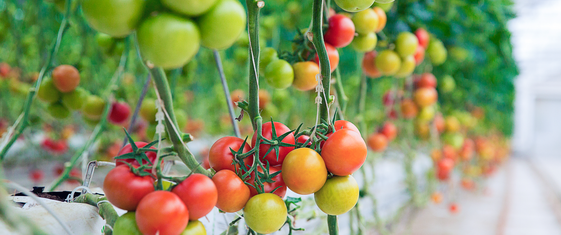 Tomato in Greenhouse