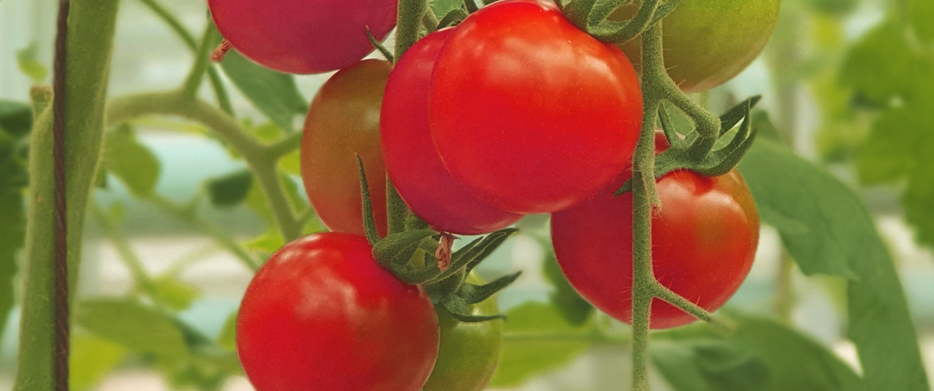 Tomato Growbags