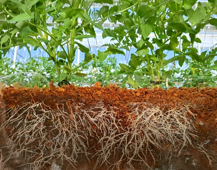 High-quality cocopeat production for professional growers