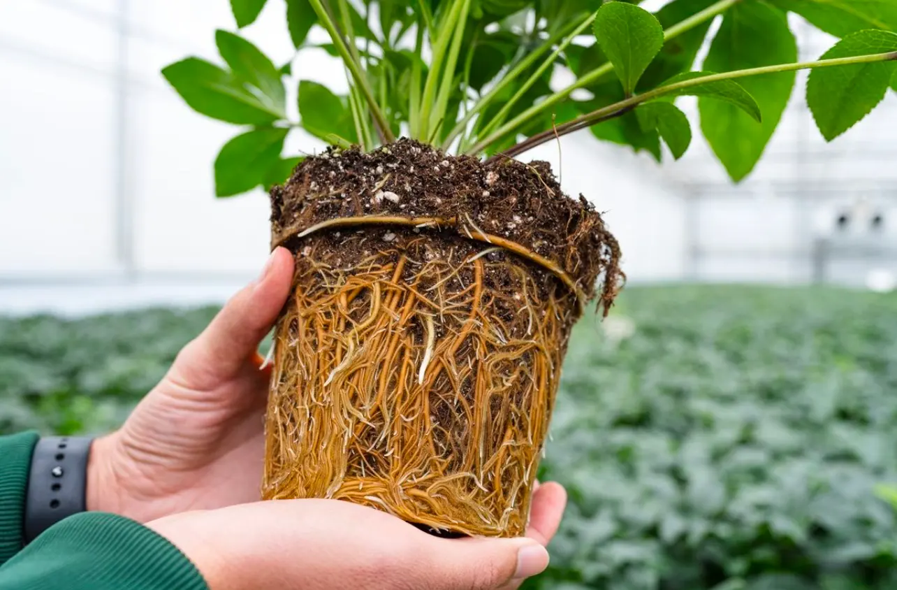 Euros Grower team working with sustainable coir substrates