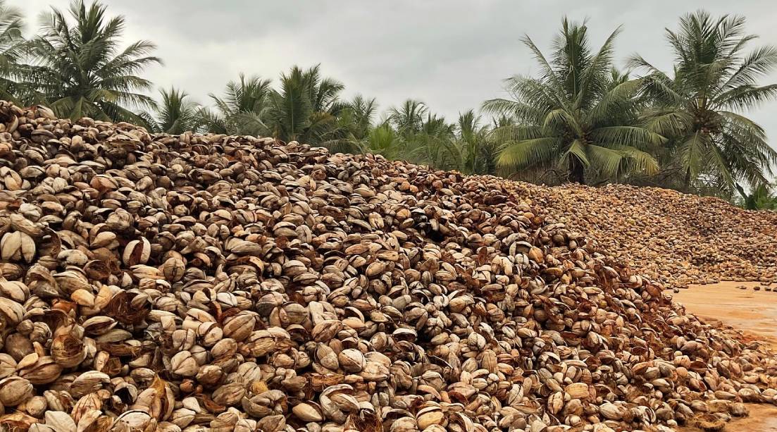 Carefully selected premium coconut husks