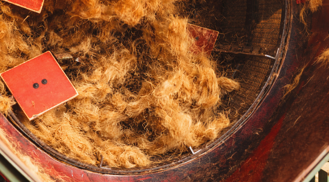 Coir fibre extraction from coconut husks