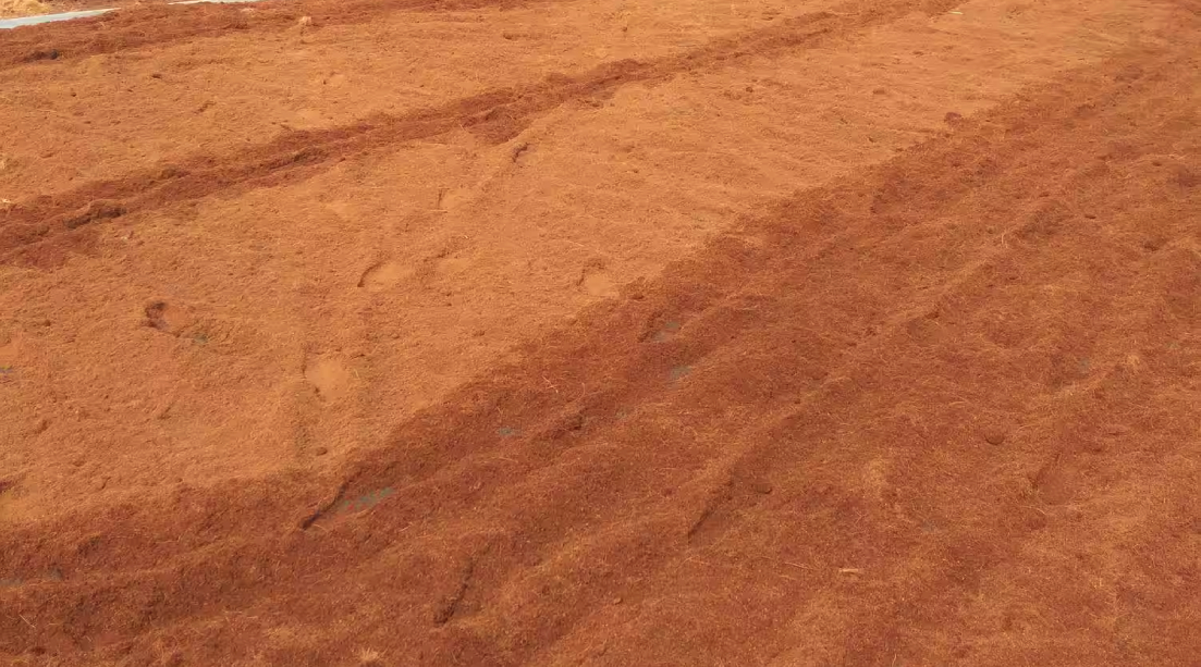 Natural sun drying of cocopeat in hygienic yards