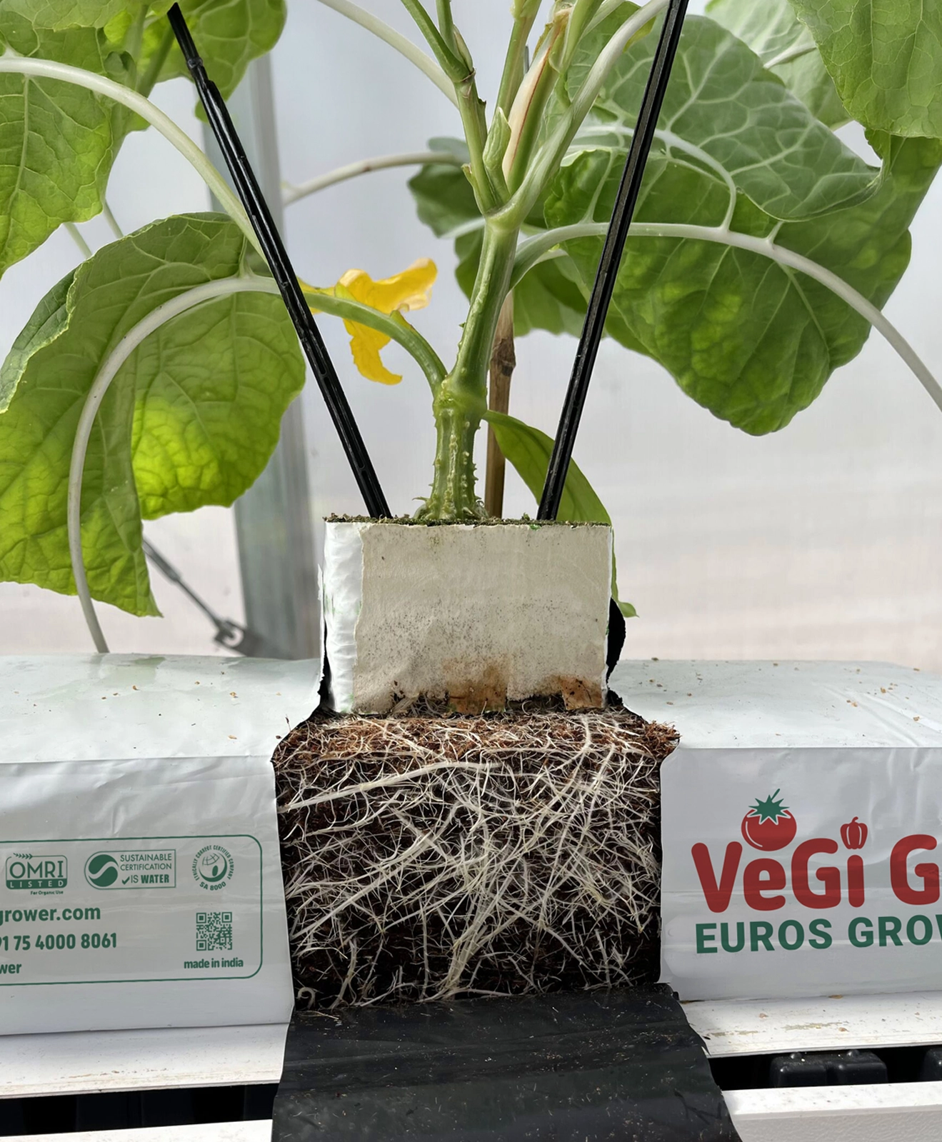 Professional Euros Grower coco peat grow slabs for commercial greenhouses