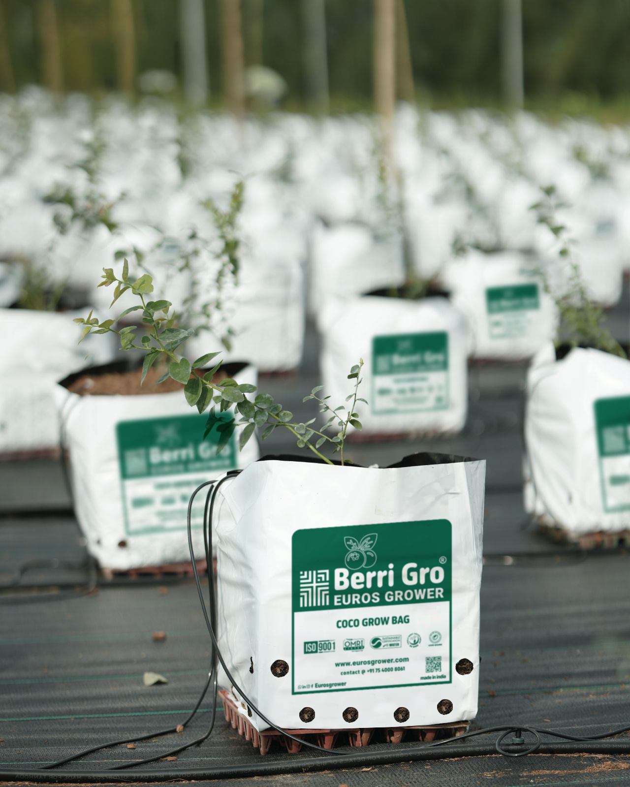 Versatile Euros Grower open-top coco peat growing bags for container cultivation